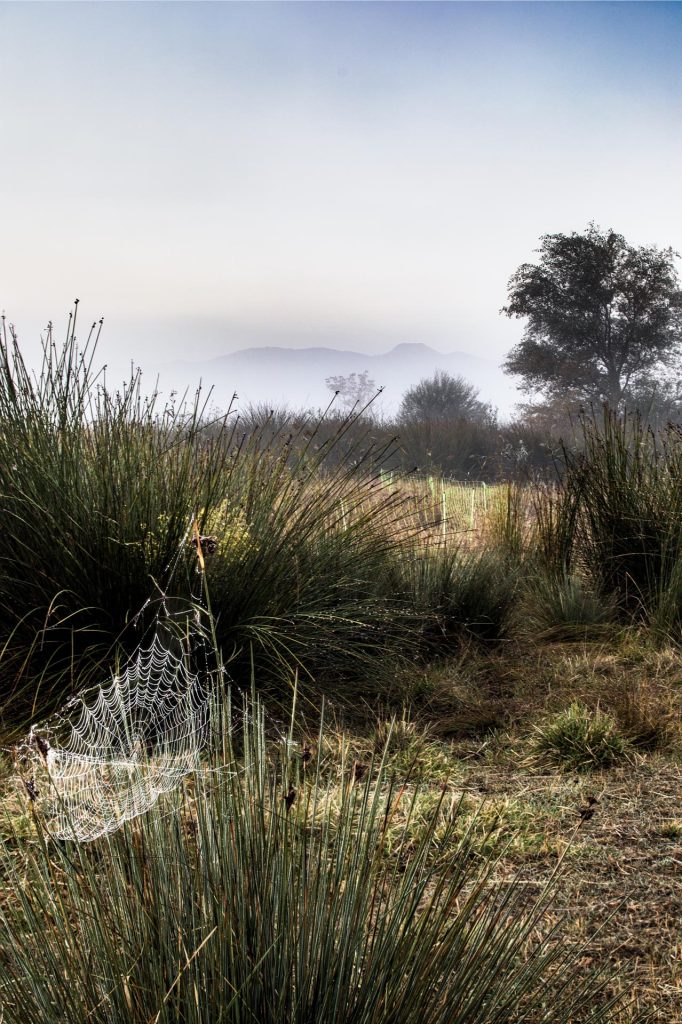 Spider Web at Padul Lagoon