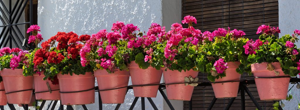 Geraniums, White Villages, Alpujarras